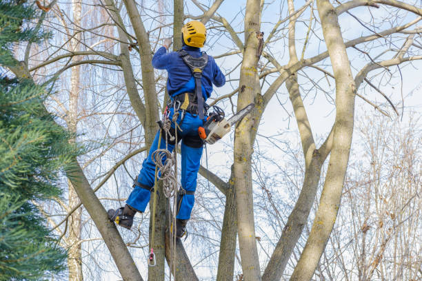 Best Pest Control for Lawns  in St Peters, MO